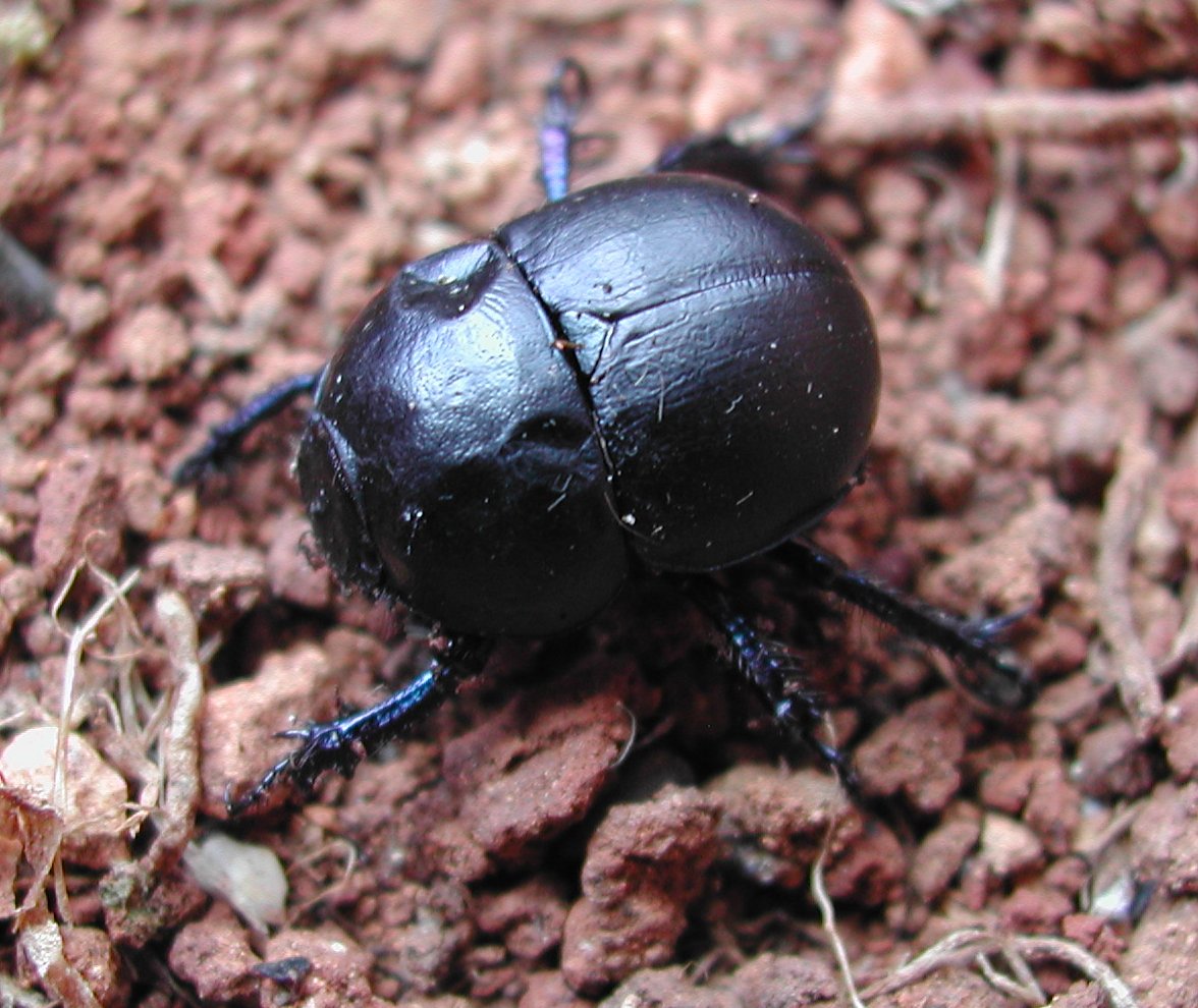 Coleoptera da Malta - Jekelius cf. intermedius